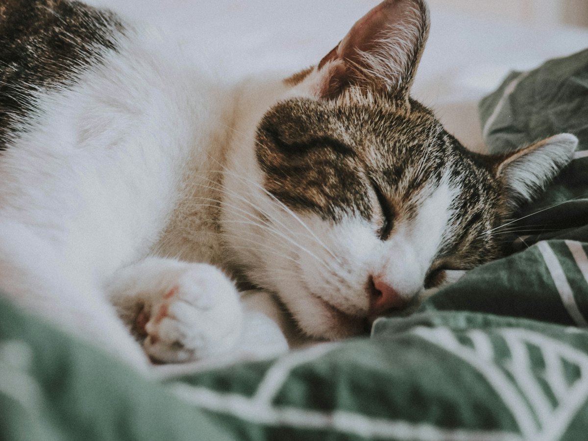 Gato descansando sobre una manta